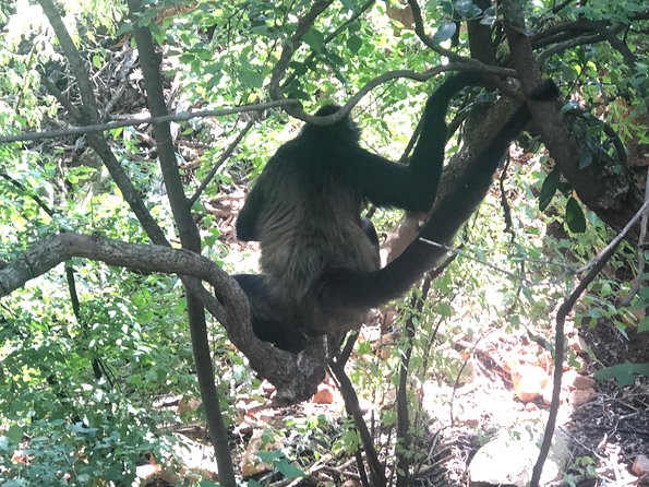 Elephant & Monkey Sanctuary Tour From Johannesburg - Traveler Feedback and Ratings