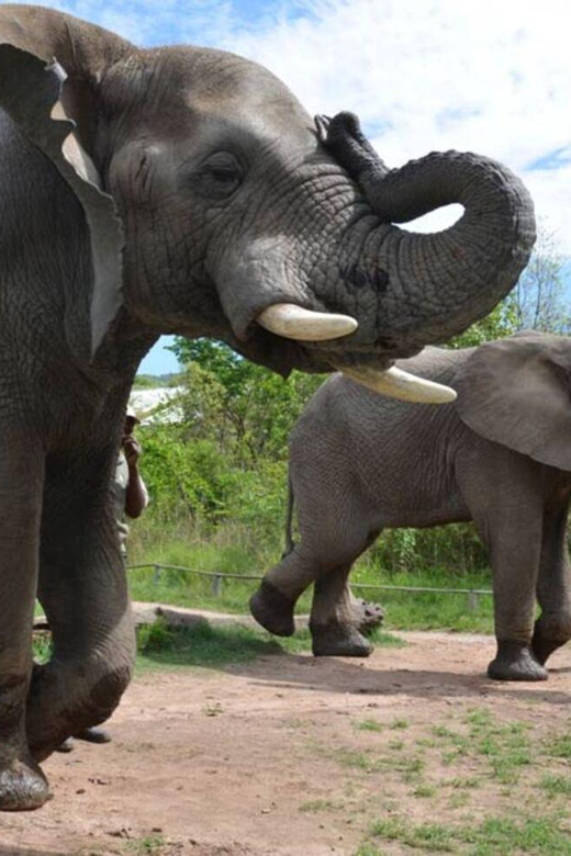 Elephant & Monkey Santuary With Lion Park Tour - Itinerary Highlights