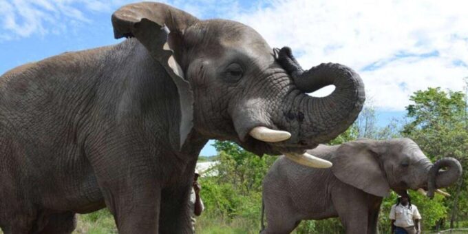 Elephant & Monkey Santuary With Lion Park Tour - Customer Feedback and Recommendations