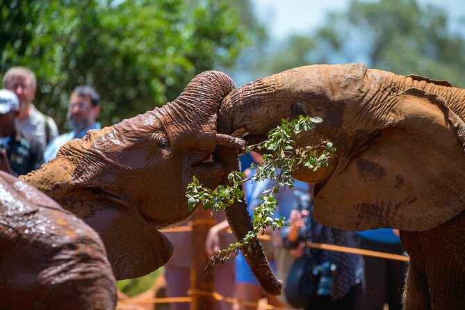Elephant Orphanage, Giraffe Center & Bomas of Kenya Day Tour - Accessibility and Requirements
