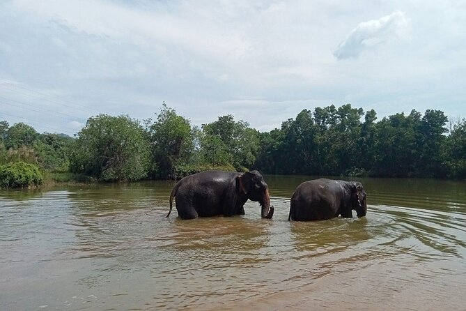 Elephant Sanctuary Small Group Tour in Phuket - Location and Transportation