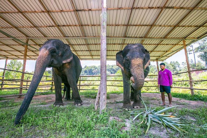 Elephant Sanctuary Small Group Tour in Phuket - Logistics and Policies