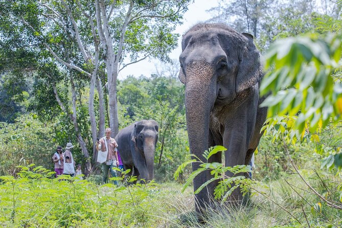 Elephant Sanctuary Small Group Tour in Phuket - Traveler Reviews and Ratings