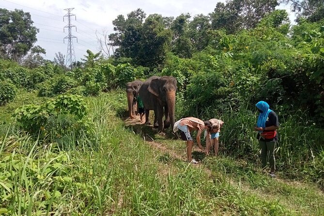 Elephant Sanctuary Small Group Tour in Phuket - Elephant Feeding and Bathing