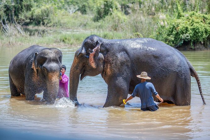 Elephant Sanctuary Small Group Tour in Phuket - Elephant Observation