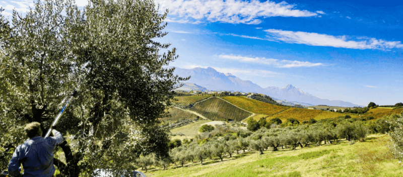 Elice (It): the House of Snails and Beauty Products - Key Points