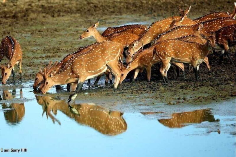 Ella: All Inclusive Yala Half Day Leopard Safari - Exclusive - Who This Tour Is Best For