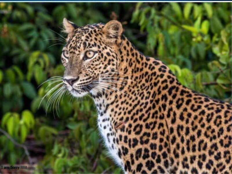 Ella: All Inclusive Yala Half Day Leopard Safari - Exclusive - The Sum Up