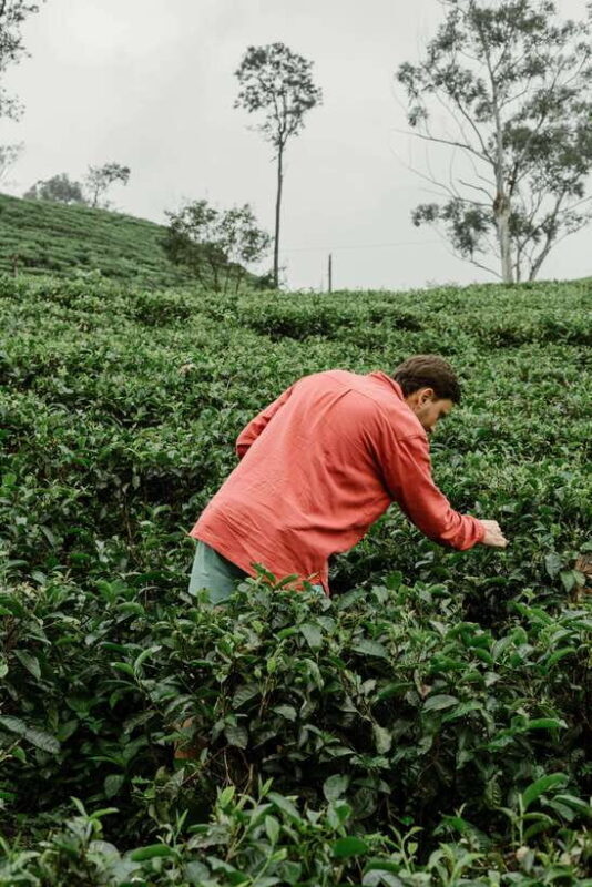 Ella Day Trip: with Little Adam's Peak Hike From Colombo - Final Thoughts