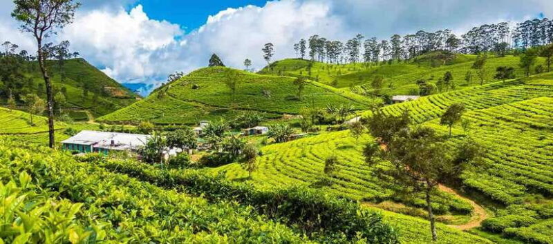 Ella Day Trip: with Little Adam's Peak Hike From Colombo - FAQs