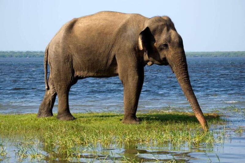 Ella: Drop to Tangalle/Mirissa/Galle & Udawalawa Safari Tour - A Practical Guide to the Ella Drop to the South & Udawalawa Safari Tour