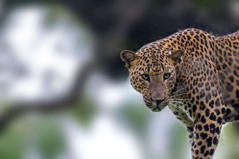 Ella: Drop to Tangalle/Mirissa/Galle & Udawalawa Safari Tour - Authentic Experience and What Travelers Say
