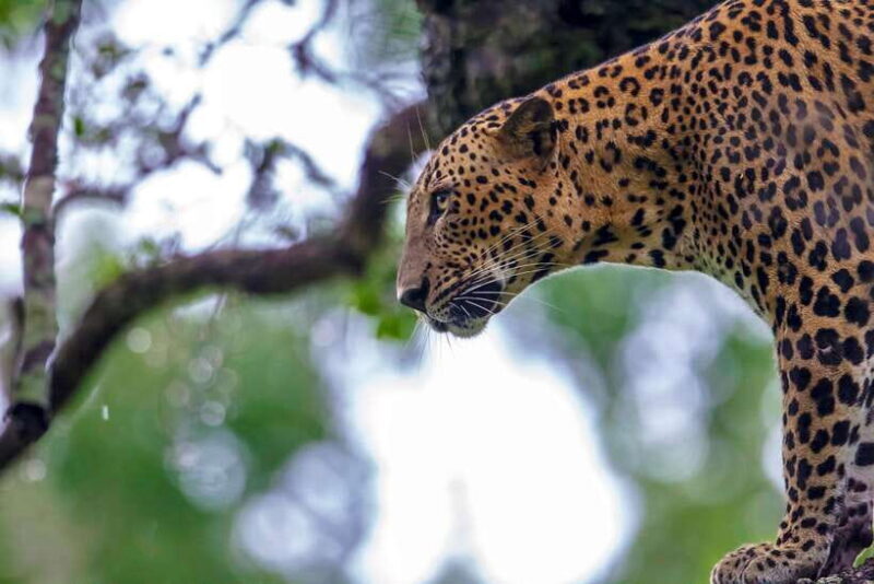 Ella: Drop to Tangalle/Mirissa/Galle & Udawalawa Safari Tour - Who Is This Tour Best For?