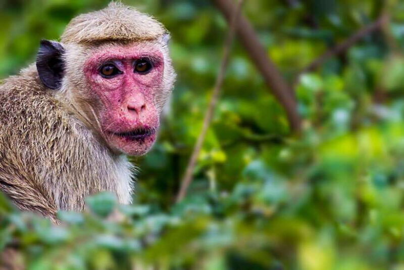Ella: Drop to Tangalle/Mirissa/Galle & Udawalawa Safari Tour - Final Thoughts