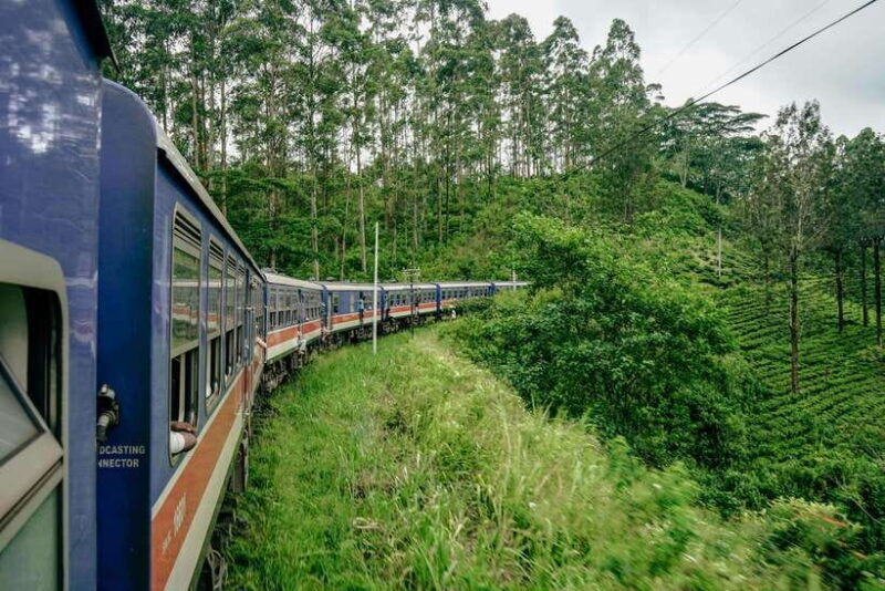Ella: Guided Day Tour with Tea Estate Visit - The Halpe Tea Estate: A Taste of Ceylon’s Finest