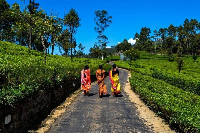 Ella :- Private TukTuk Transfer to Liptonseat & Tea Factory - Frequently Asked Questions