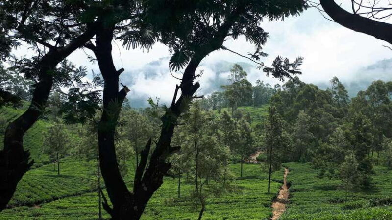 Ella: The Pekoe Trail Stage 16 - Ella to Demodara - The Guide’s Role and Authenticity