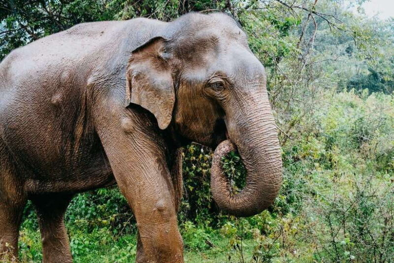 Ella: Transfer to Mirissa/Galle/Hikkaduwa & Udawalawe Safari - Key Points