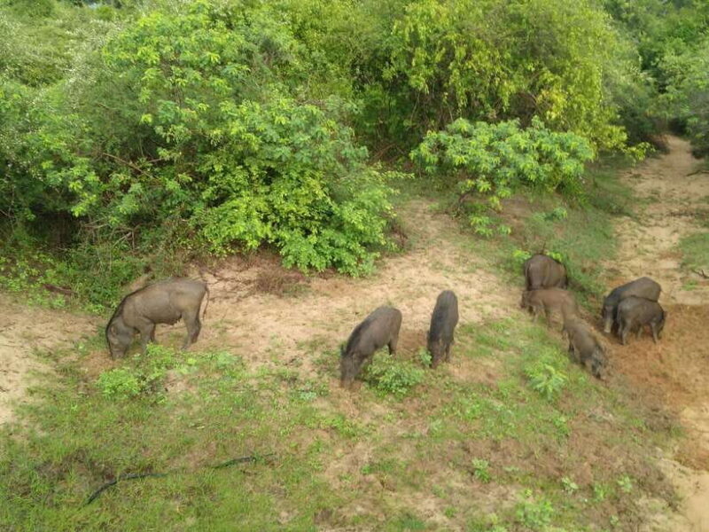Ella: Transfer to Mirissa/Galle/Hikkaduwa & Udawalawe Safari - Who Should Consider This Tour?