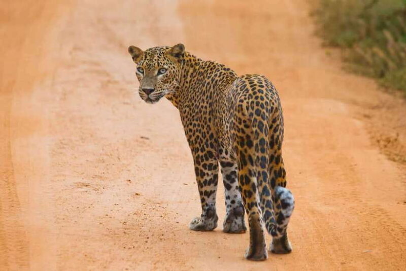 Ella: Transfer to Mirissa/Galle/Hikkaduwa & Yala Safari Tour - An Honest Look at the Ella to Yala Safari Transfer