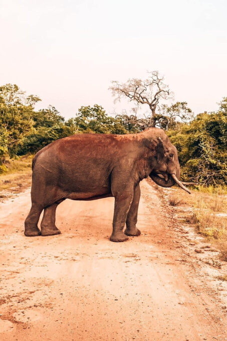 Ella: Transfer to Mirissa/Galle W YALA & UDAWALAWA Safaris - Inclusions and Exclusions