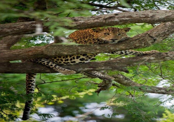 Ella: Transfer to Southern Coast via Udawalawe/Yala Safari - Health Considerations