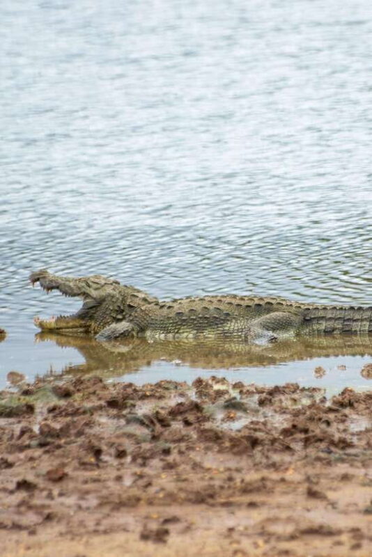 Ella: Udawalawa Safari Drop: Tangalle / Mirissa / Galle - The Safari Itinerary: What to Expect