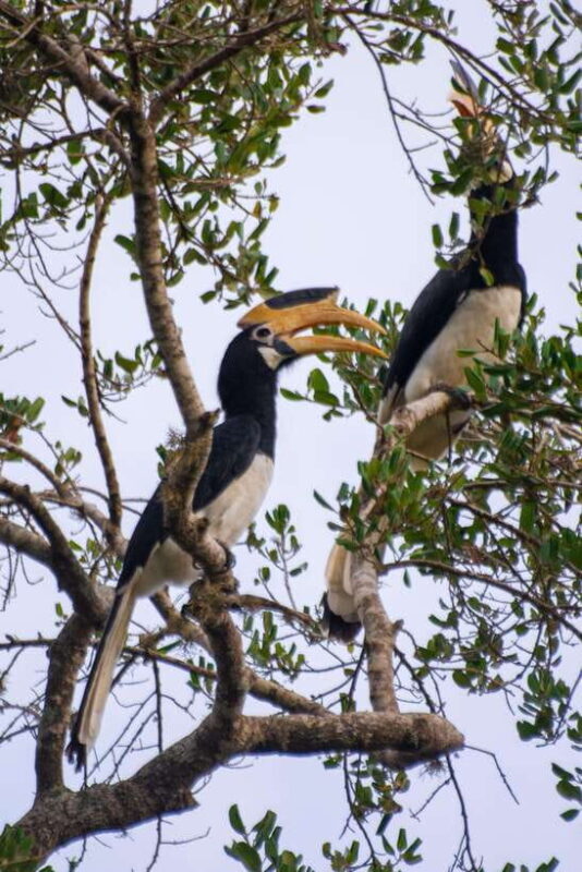 Ella: Udawalawa Safari Drop: Tangalle / Mirissa / Galle - Deep Dive: Why This Tour Works for You