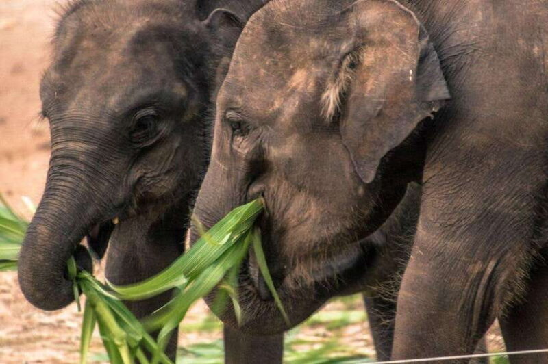 Ella - Udawalawa Safari - Drop to Mirissa/Weligama/Galle - The Itinerary in Detail