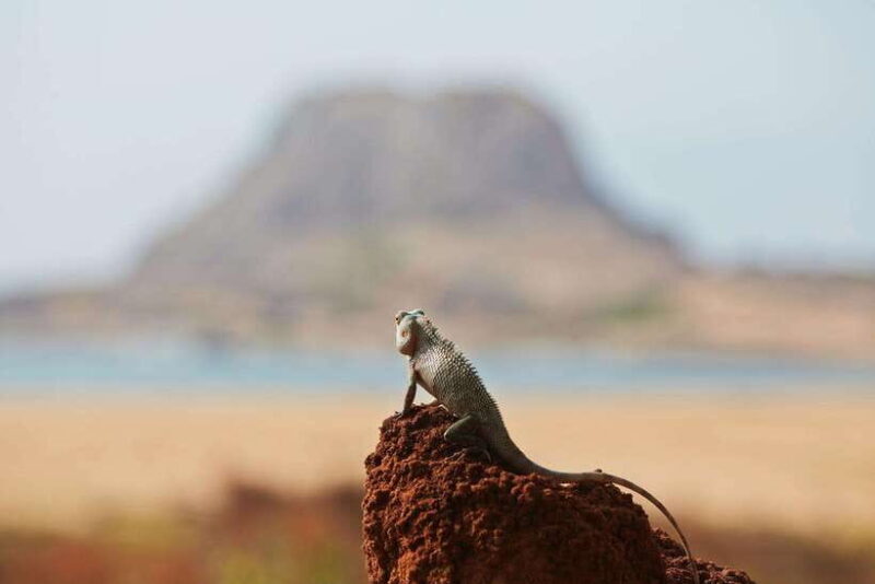 Ella - Udawalawa Safari - Drop to Mirissa/Weligama/Galle - Final Thoughts: Who Should Book?