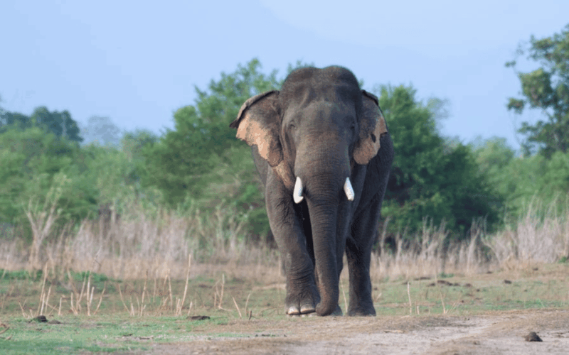 Ella - Udawalawe Safari & Elephant Transit Home - Arugambay - Itinerary Overview