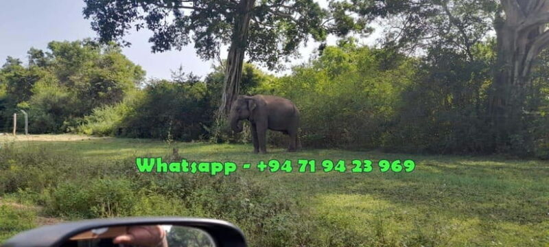 Ella: Udawalawe safari w local guide tush, Drop at Mirissa - Ella: Udawalawe safari with local guide Tush, Drop at Mirissa