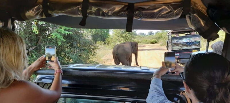 Ella: Udawalawe safari w local guide tush, Drop at Mirissa - The Logistics and Practical Details