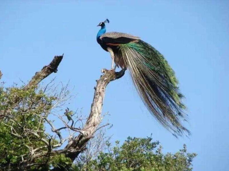 Ella: Udawalawe, Yala National Parks 2-Day Tour & Transfers - A Practical Look at the Itinerary and Experience