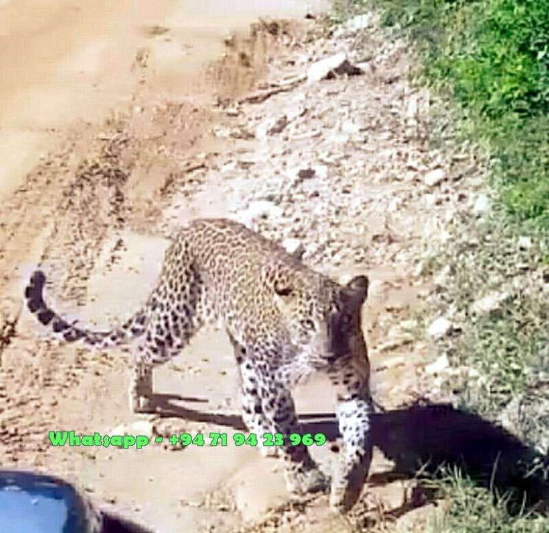 Ella: Yala safari & drop Tangalle/ Hiriketiya/ Mirissa/Galle - Introduction: What to Expect from the Yala Safari & Coastal Drop-Off