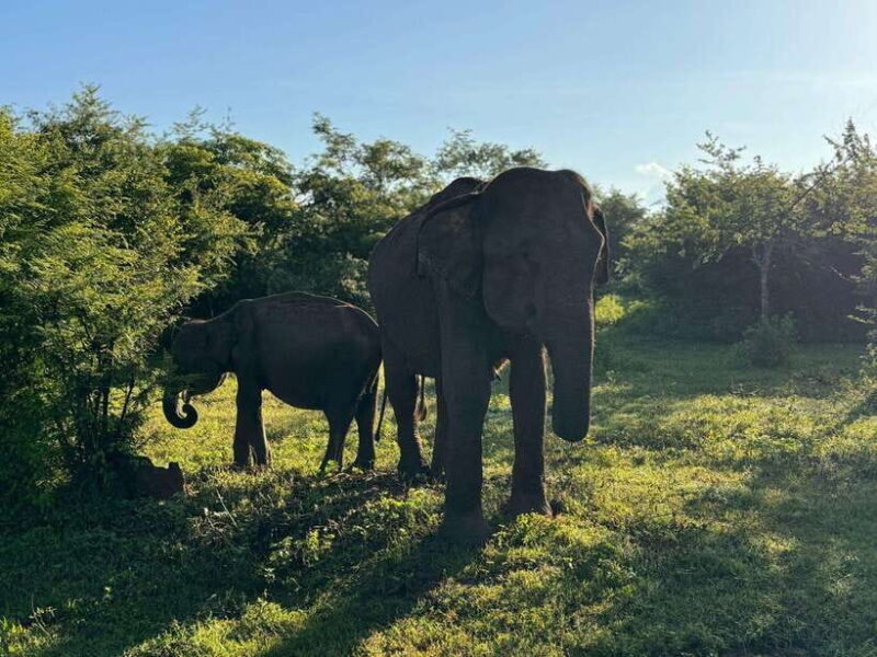 Ella: Yala safari & drop Tangalle/ Hiriketiya/ Mirissa/Galle - The Sum Up: Is This Tour Right for You?