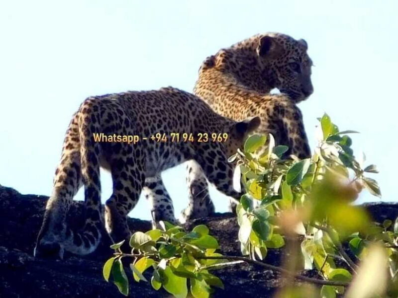 Ella: Yala safari tour w local guide tush & Drop at Tangalle - Final Thoughts