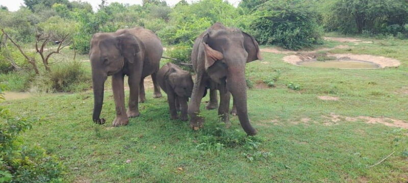 Ella: Yala safari w local guide tush & drop off at Mirissa - FAQ