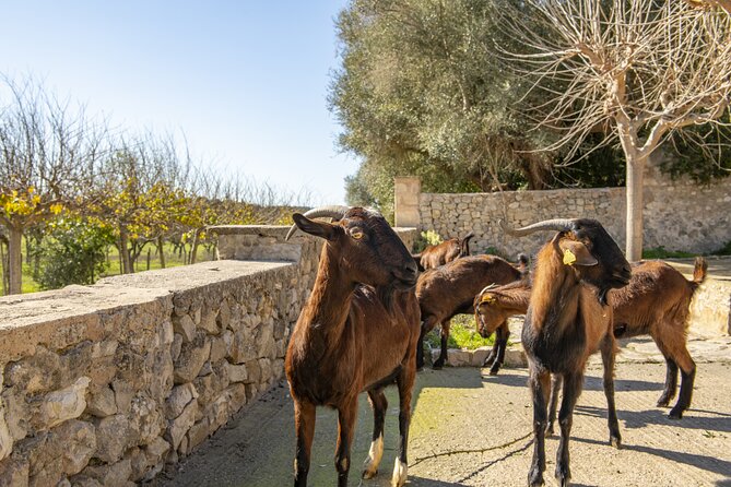 Els Calderers House Museum in Mallorca - Nearby Attractions