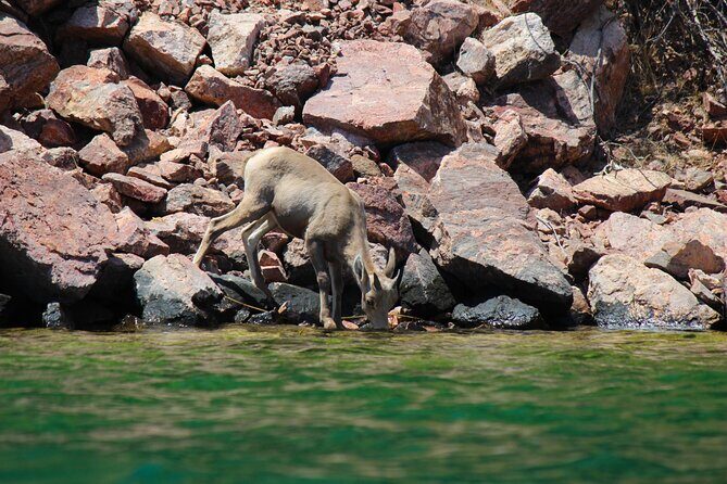 Emerald Cave Paddleboard RentalSelf-Drive Colorado River SUP - The Review from Participants: Authentic Voices