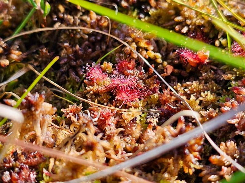 emeri Great Bog With Optional Sunrise & Jrmala Visit - Frequently Asked Questions (FAQs)