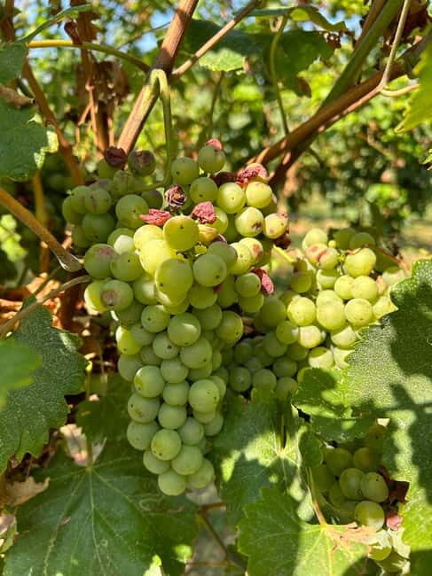 Emilia Flavors: Parmigiano, balsamic, cured meats & wines - Who Should Book This Tour?