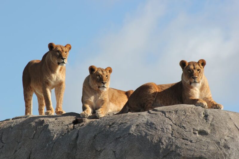 Emmen: Wildlands Adventure Zoo and Rimbula River Boat Ride - Facilities and Services