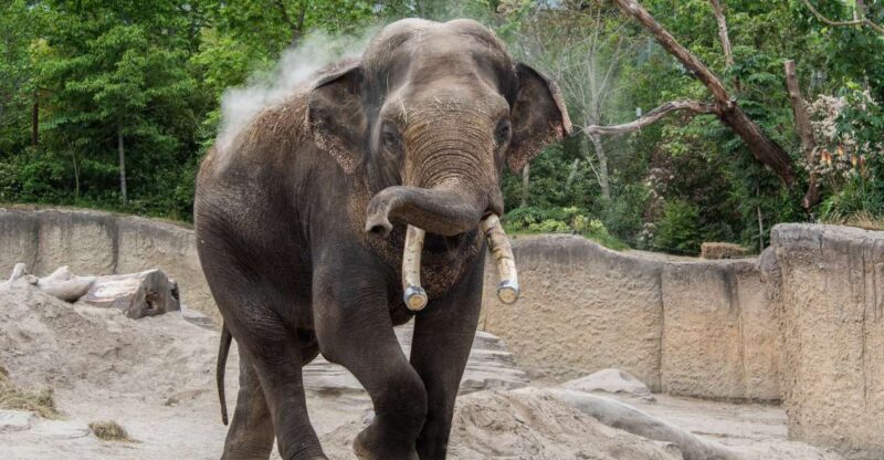 Emmen: Wildlands Adventure Zoo and Rimbula River Boat Ride - Customer Reviews and Ratings