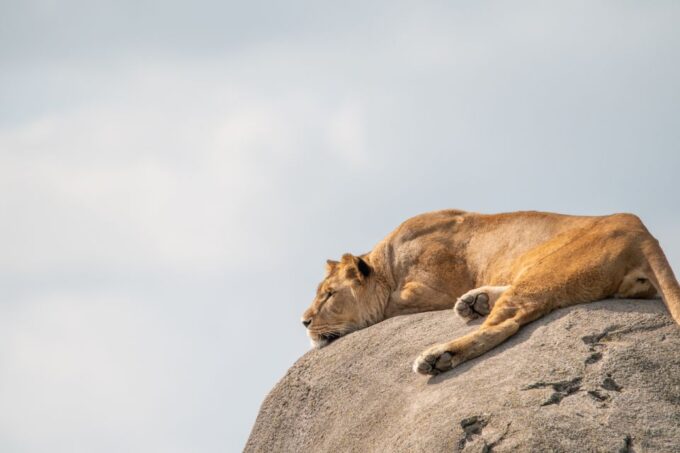 Emmen: Wildlands Adventure Zoo and Rimbula River Boat Ride - Accessibility Features