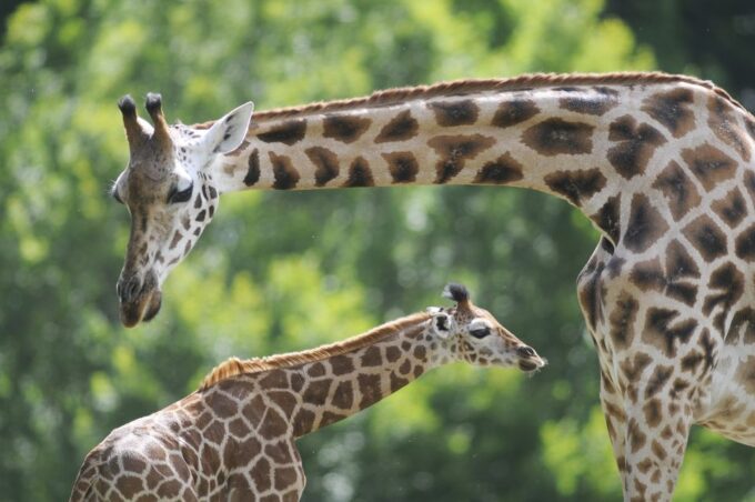 Emmen: Wildlands Adventure Zoo and Rimbula River Boat Ride - Dining Options