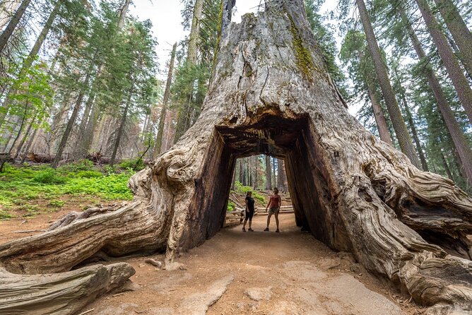 Enchanting Yosemite National Park Tour From San Francisco - Accessibility Features