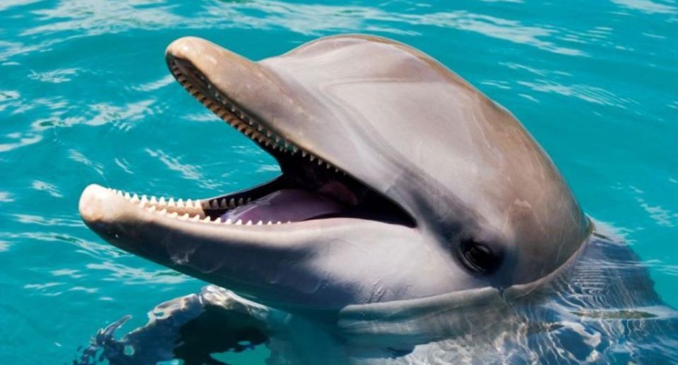 Encounter With Sea Lions and Sharks in Puerto Plata - Included in the Experience