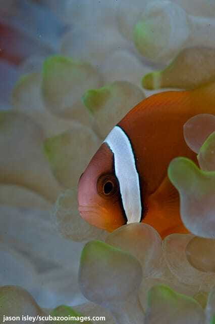 Enjoy 3 Fun Dives in Kota Kinabalu | Certified Divers - The Sum Up