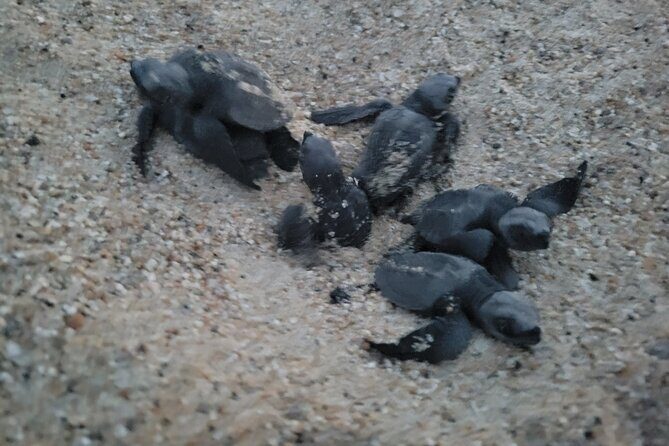 Enjoy Puerto Escondido with Beach and Nature from Oaxaca - What Makes This Tour Special